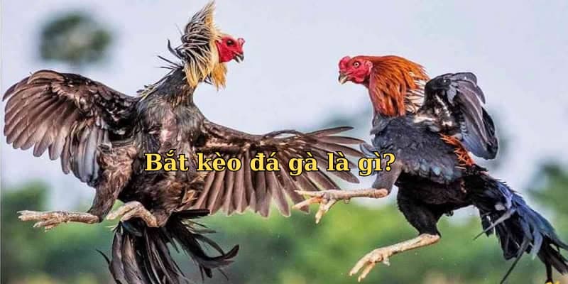 Cách bắt kèo đá gà Bắt kèo đá gà là gì?