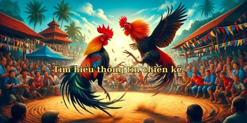 Cách bắt kèo đá gà Tìm hiểu thông tin chiến kê
