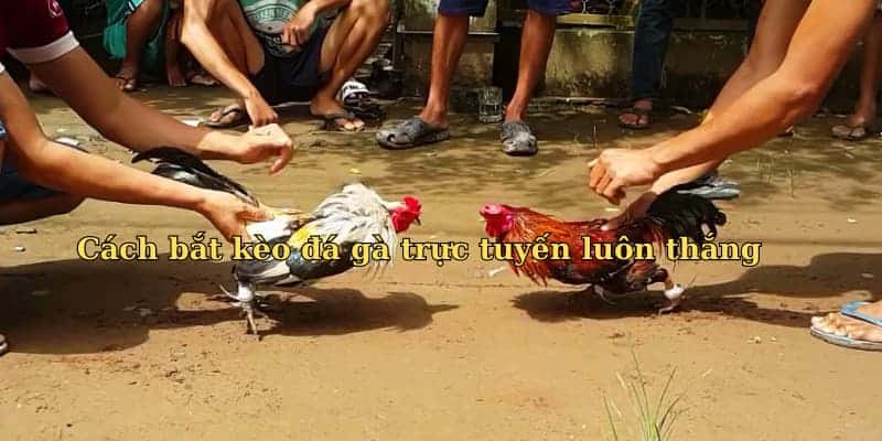 Cách bắt kèo đá gà Cách bắt kèo đá gà trực tuyến luôn thắng