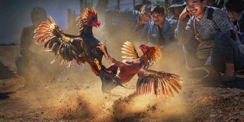đá gà cựa sắt Giới thiệu loại hình đá gà cựa sắt