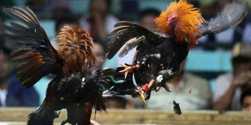 đá gà cựa sắt Nguyên tắc chọn gà thi đấu