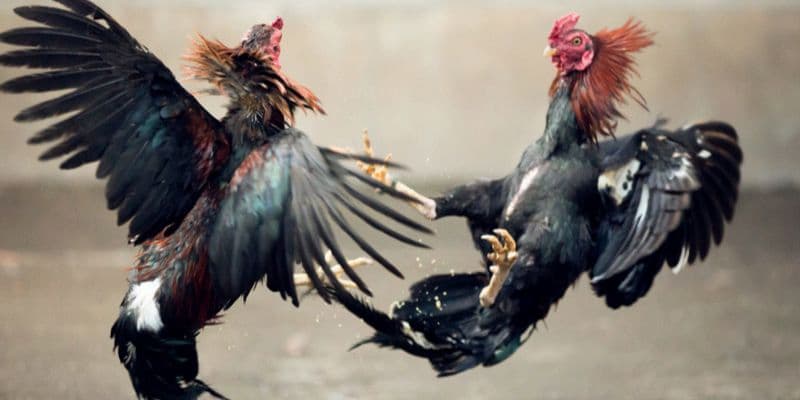 đá gà cựa sắt Hiểu rõ quy tắc đá gà