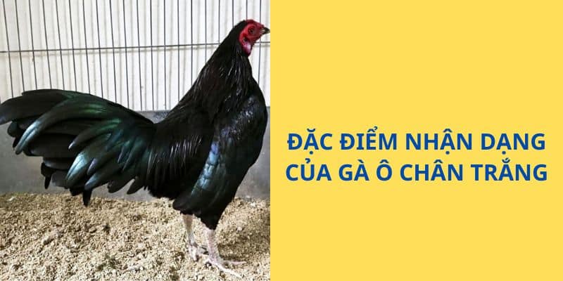 gà ô chân trắng Đặc điểm nhận dạng của giống gà ô chân trắng