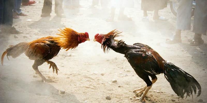 Luật đá gà thomo Tại sao cần hiểu rõ luật đá gà thomo?