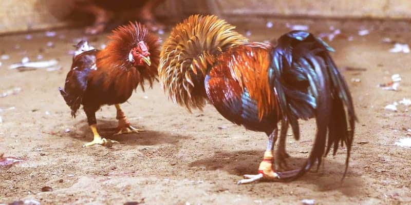 Luật đá gà thomo Tìm hiểu về luật đá gà thomo