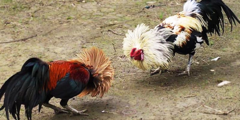 Luật đá gà thomo Vai trò của luật đá gà thomo trong các sân chơi